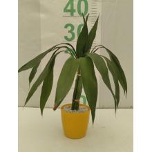 BAMBU DA SORTE ORNAMENTAL COPO MULTICORES 3 PONTAS - 616008