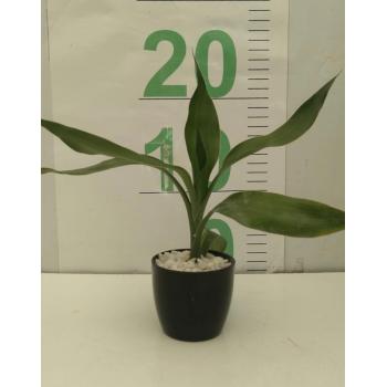 BAMBU DA SORTE ORNAMENTAL 1 HASTE PEQUENO - 616009