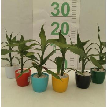 BAMBU DA SORTE ORNAMENTAL 1 HASTE PEQUENO - 616009