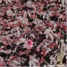 HIBISCUS ROSELLE ROXA MUDA ATE 1 M - 516048