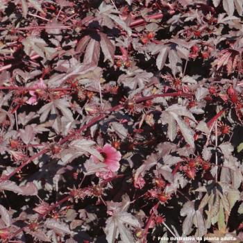 HIBISCUS ROSELLE ROXA MUDA ATE 1 M - 516048