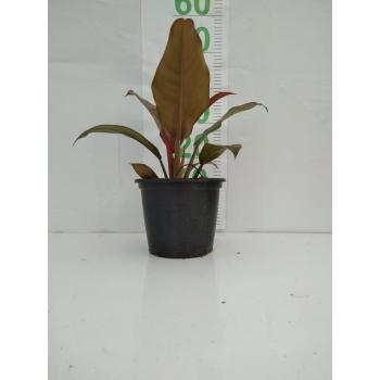 PHILODENDRON IMPERIAL P - 516366
