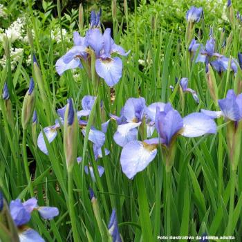 IRIS AZUL SAQUINHO - 516075