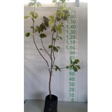 MAGNOLIA BRANCA MUDA 1 M / 1,30 M SAQ - 516174